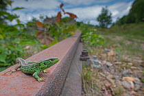 RF - Sand lizard (Lacerta agilis) male; wide angle shot on unused railway line, the Netherlands. (This image may be licensed either as rights managed or royalty free.)