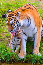 RF - Siberian tiger (Panthera tigris altaica) female grooming cub age three months, captive. (This image may be licensed either as rights managed or royalty free.)