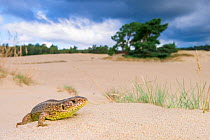 RF - Sand lizard (Lacerta agilis) female in sand dunes, the Netherlands. July. (This image may be licensed either as rights managed or royalty free.)