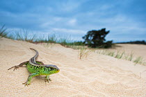 RF - Sand lizard (Lacerta agilis) male on sand dune, the Netherlands. May. (This image may be licensed either as rights managed or royalty free.)