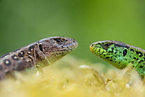 RF - Sand lizard (Lacerta agilis) male female pair, head to head, the Netherlands. June. (This image may be licensed either as rights managed or royalty free.)