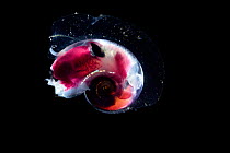 Sea elephant (Pterotracheoidea), pelagic marine gastropod mollusc (Oxygyrus keraudreni). Dextrally shelled, pelagic snail, 1 cm in diameter with large eyes and a single swimming fin. Deep sea heteropo...