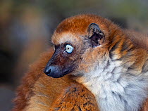 Blue-eyed black lemur (Eulemur flavifrons) female portrait, captive, occurs in Madagascar.