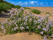 European searocket (Cakile maritima) flowers, Thornham Dunes, Norfolk, England, UK, August.