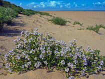 European searocket (Cakile maritima) flowers, Thornham Dunes, Norfolk, England, UK, August.
