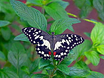 Common lime swallowtail (Papilio demoleus) captive.
