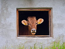 Dairy cow looking out of shed window, Seiser Alm, Dolomites plateau, South Tyrol, Italy, July.