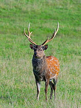 Formosan sika deer (Cervus nippon taiouanus) male, captive, native to Taiwain. Extinct in the wild.