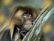 Gelada baboon (Theropithecus gelada) male resting. Captive, endemic to Ethiopia.