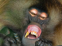 Gelada baboon (Theropithecus gelada) male yawning, showing long incisors. Captive, endemic to Ethiopia.