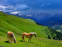Haflinger horses, Seiser Alm, Dolomites, South Tyrol, Italy, July 2019.