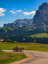Man driving cart with Haflinger horses, Seiser Alm, Dolomites, South Tyrol, Italy, July 2019.