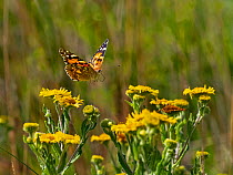 Painted lady butterfly (Cynthia cardui) flying to feed on Fleabane in garden. Norfolk, England, UK.