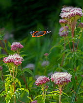 Red admiral butterfly (Vanessa atalanta) in flight to Hemp-agrimony, Norfolk, England, UK, August.