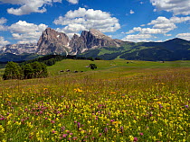 Alpine flower meadow landscape - Seiser Alm with mountains of Langkofel Group in the background. Dolomoites, South Tyrol, Italy. July 2019.