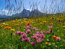 Alpine flower meadow landscape - Seiser Alm with mountains of Langkofel Group in the background. Dolomoites, South Tyrol, Italy.. July 2019.