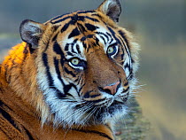 Sumatran tiger (Panthera tigris sondaica) portrait, captive.