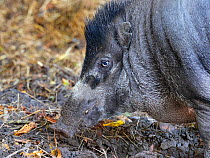 Visayan warty pig (Sus cebifrons) portrait, captive. Endemic to Visayan Islands, Philippines. Critically endangered species.
