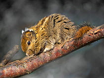 Asiatic striped squirrel (Tamiops swinhoei) portrait, captive.