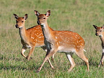 RF - Formosan sika deer (Cervus nippon taiouanus) two females running, captive. (This image may be licensed either as rights managed or royalty free.)