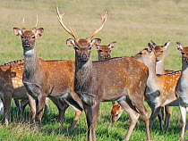 RF - Formosan sika deer (Cervus nippon taiouanus) males with group of females. Captive. (This image may be licensed either as rights managed or royalty free.)