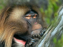 RF - Gelada baboon (Theropithecus gelada) male resting, captive. (This image may be licensed either as rights managed or royalty free.)