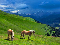 RF - Haflinger horses in Seiser Alm Dolomites plateau, South Tyrol, Italy. (This image may be licensed either as rights managed or royalty free.)