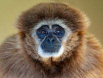 RF - Lar gibbon (Hylobates lar) portrait, captive. (This image may be licensed either as rights managed or royalty free.)