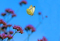 RF - Large white butterfly (Pieris brassicae) feeding on Verbena flowers in garden (This image may be licensed either as rights managed or royalty free.)