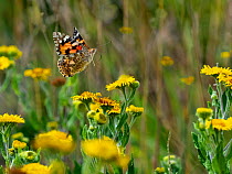 RF - Painted lady butterfly (Cynthia cardui) feeding on Fleabane (This image may be licensed either as rights managed or royalty free.)