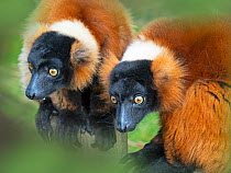 RF - Red-ruffed lemur (Varecia rubra) portrait of two captive, occurs in Madagascar. (This image may be licensed either as rights managed or royalty free.)