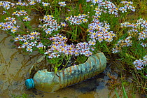 RF - Discarded plastic bottle amongst Sea asters (Aster tripolium) in saltmarsh, Norfolk, England, UK. (This image may be licensed either as rights managed or royalty free.)
