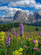 RF - Seiser Alm Dolomites plateau, Alpine meadow with orchids and yellow rattle, South Tyrol, Italy. (This image may be licensed either as rights managed or royalty free.)