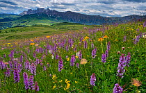 RF - Seiser Alm Dolomites plateau, Alpine meadow with flowering orchids, South Tyrol, Italy. (This image may be licensed either as rights managed or royalty free.)
