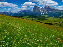 RF - Seiser Alm Dolomites plateau, alpine meadow, South Tyrol, Italy. (This image may be licensed either as rights managed or royalty free.)