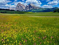RF - Seiser Alm Dolomites plateau, alpine meadow, South Tyrol, Italy. (This image may be licensed either as rights managed or royalty free.)