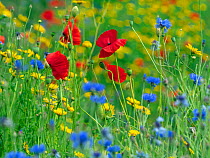 RF - Corn Marigold (Glebionis segetum), with Cornflower (Centaurea cyanus) and Poppy (Papaver rhoeas) in hay meadow (This image may be licensed either as rights managed or royalty free.)