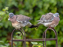 Wood pigeon (Columba palumbus) pair on rose trellis after rain shower, Norfolk, UK. August. (This image may be licensed either as rights managed or royalty free.)