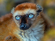 RF - Blue-eyed black lemur (Eulemur flavifrons) female, portrait. Captive. (This image may be licensed either as rights managed or royalty free.)