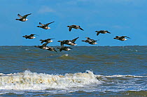 RF - Brent geese (Branta bernicla) flock in flight over the north sea at Titchwell RSPB Reserve, Norfolk, UK. (This image may be licensed either as rights managed or royalty free.)