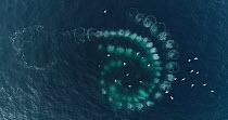 Drone shot of two Humpback whales (Megaptera novaeangliae) bubble-net feeding, cooperatively hunting Krill (Euphausiidae), Antarctic peninsula.