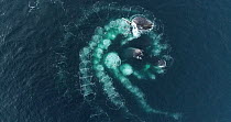 Drone shot of five Humpback whales (Megaptera novaeangliae) bubble-net feeding, cooperatively hunting Krill (Euphausiidae), Antarctic peninsula.