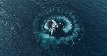 Drone shot of four Humpback whales (Megaptera novaeangliae) bubble-net feeding, cooperatively hunting Krill (Euphausiidae), Antarctic peninsula.