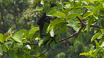 Slow motion shot of a Hoolock gibbon (Hoolock hoolock) moving in canopy, Myanmar, 2019. Endangered.