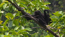 Slow motion clipof a Hoolock gibbon (Hoolock hoolock) moving in canopy, Myanmar, 2019. Endangered.