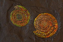 Fossil Ammonites (Coccosteus cuspidata) from the Mid-Devonian period, Caithness, Scotland