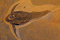 Fossil Placoderm fish (Pterichthodes milleri) from the Mid-Devonian period. Caithness, Scotland