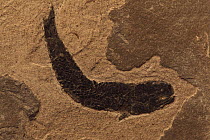 Fossil Lungfish (Osteolepis panderi) from the Mid-Devonian. Caithness, Scotland