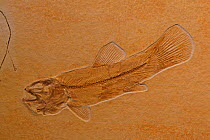 Fossil fish (Ameopsis lepidota) from the Upper Triassic period. Solnhofen, Germany