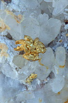 Native Gold on Quartz, Nevada, USA